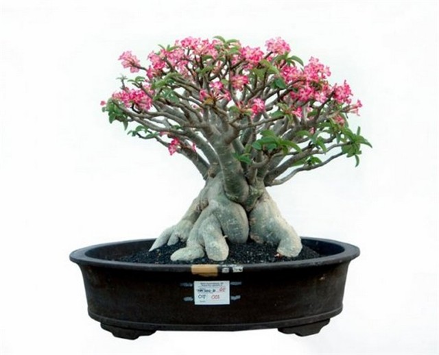 Adenium